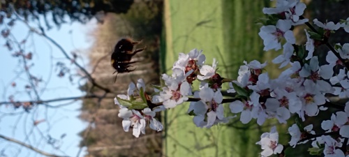 Hummel.jpg