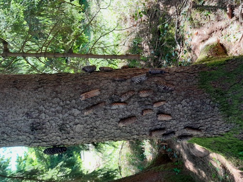 Wald.jpg