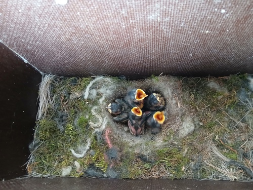 Vogelnest.jpg