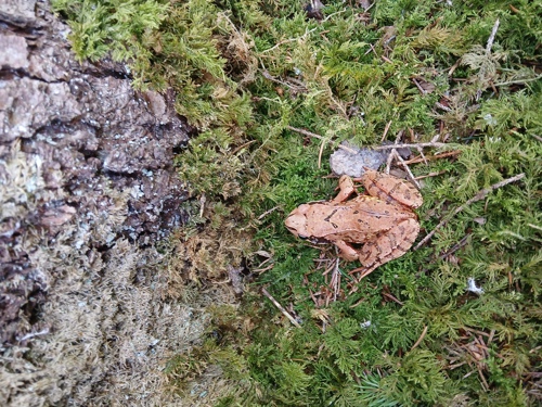 Frosch.jpg